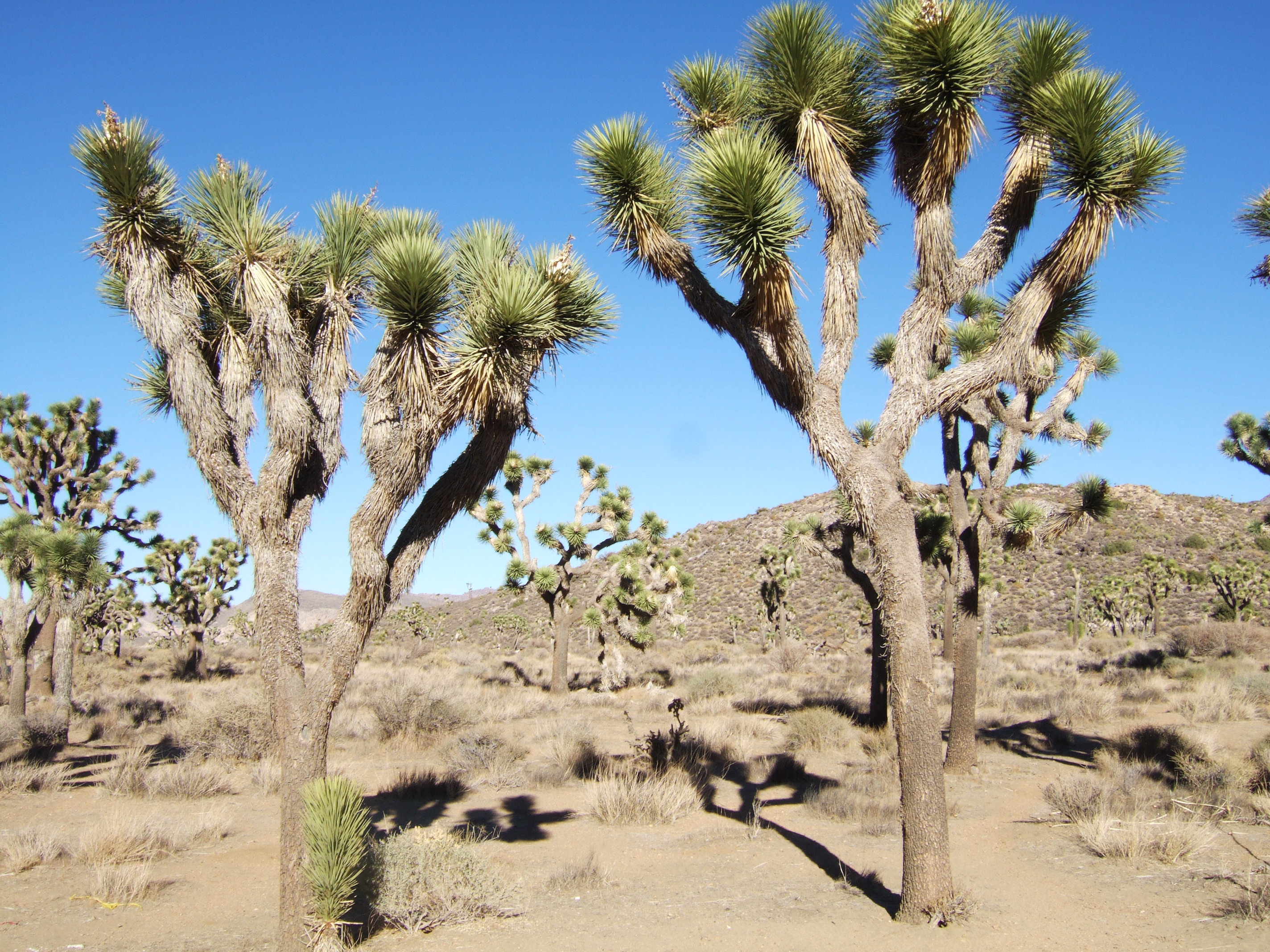 Joshua Tree NP